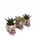Üç Maymun Saksıda Haworthia ve Sukulent Seti